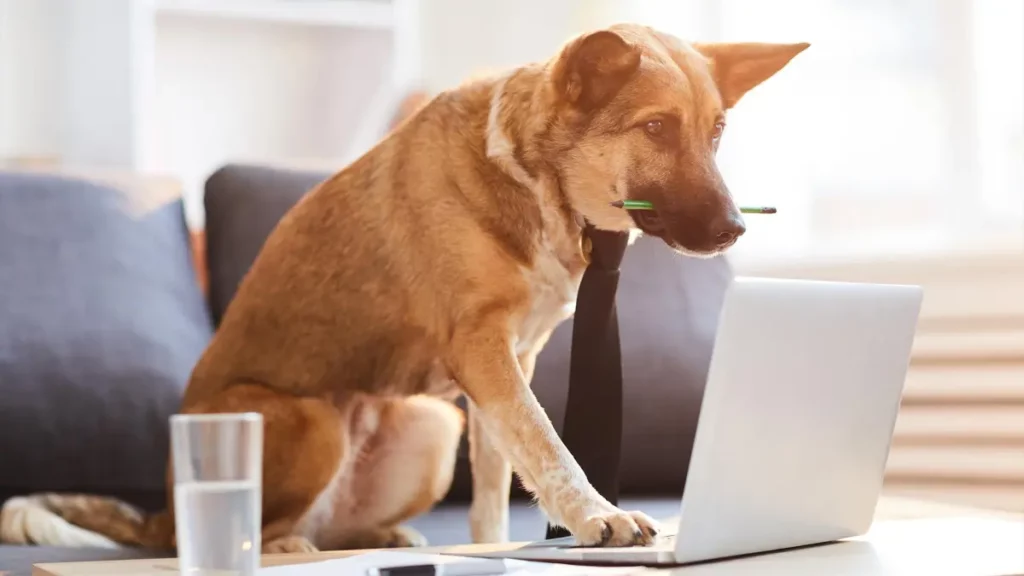 SEO Big Dogs, Why SEO Isn&#8217;t Just For The Big Dogs